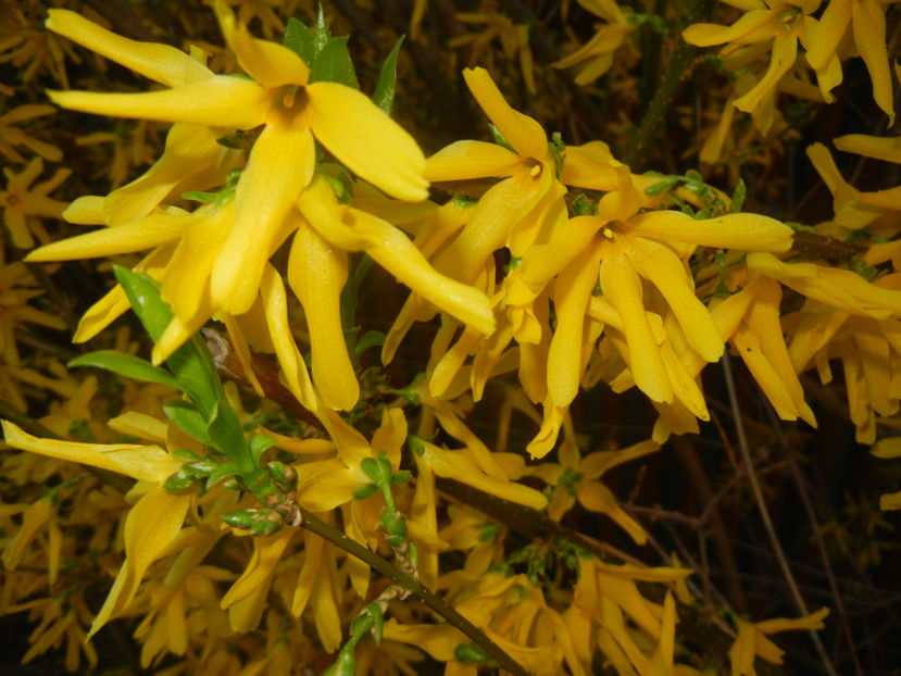 Forsythia x intermedia (2017, April 02) - FORSYTHIA x Intermedia