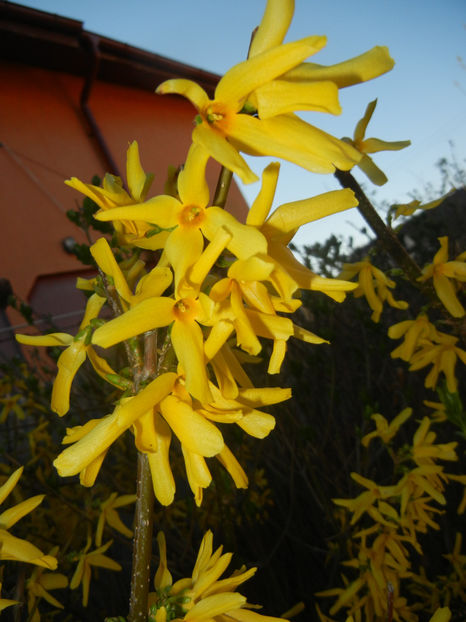 Forsythia x intermedia (2017, April 02) - FORSYTHIA x Intermedia