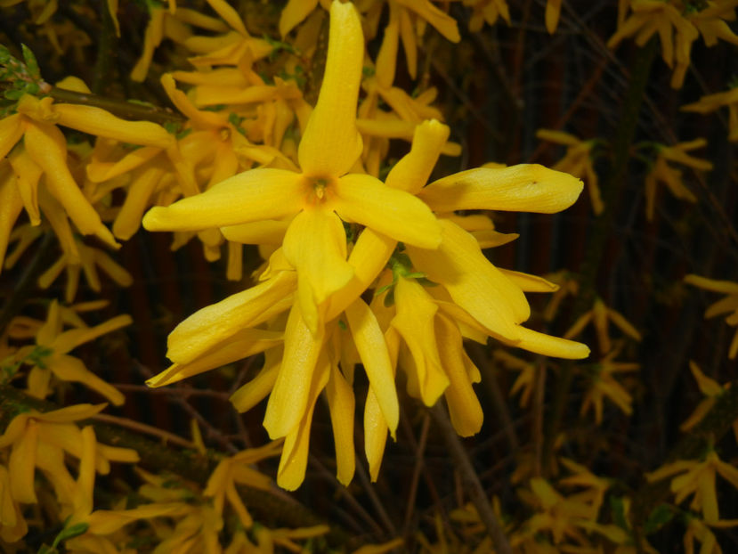 Forsythia x intermedia (2017, April 02) - FORSYTHIA x Intermedia