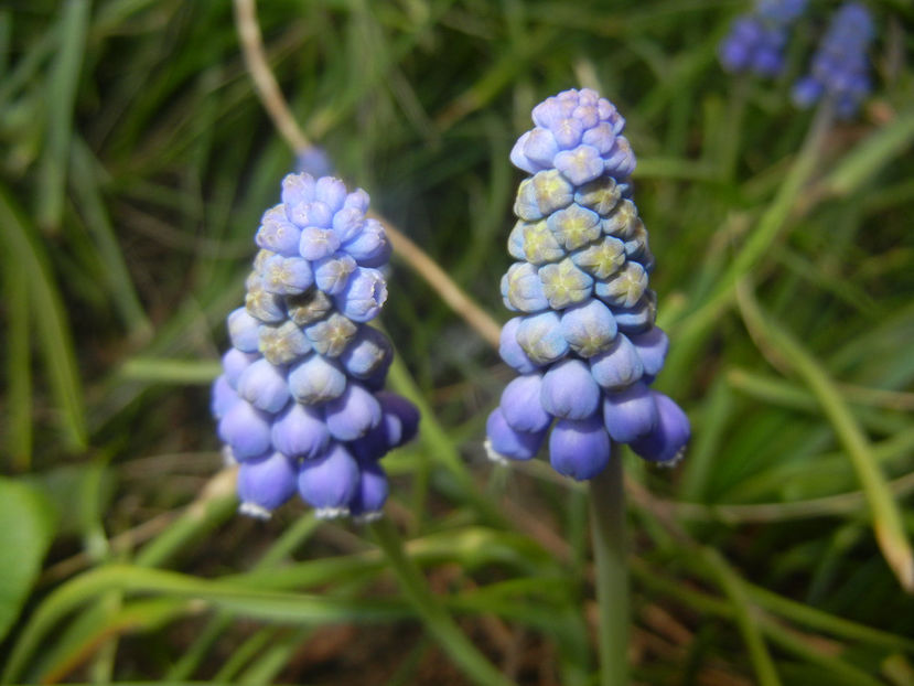 Muscari armeniacum (2017, April 02) - Muscari Armeniacum