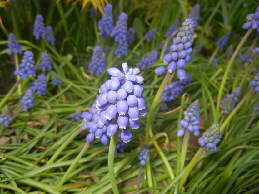 Muscari armeniacum (2017, April 02) - Muscari Armeniacum