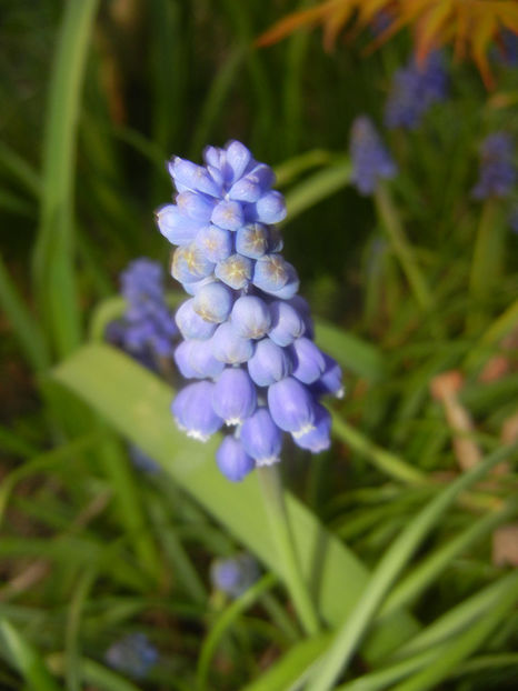 Muscari armeniacum (2017, April 02) - Muscari Armeniacum