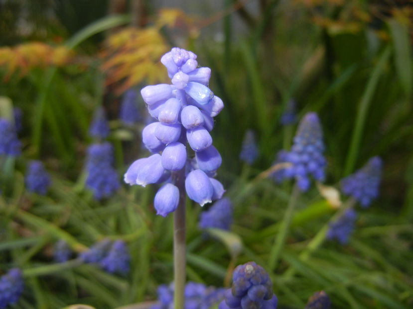 Muscari armeniacum (2017, April 02) - Muscari Armeniacum