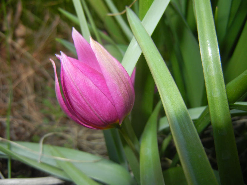 Tulipa pulchella Violacea (2017, April 02) - Tulipa Pulchella Violacea