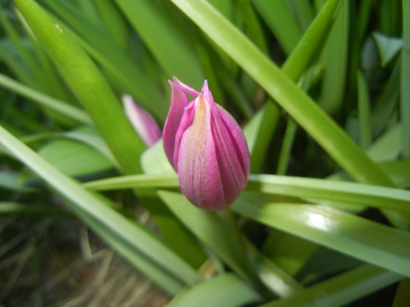 Tulipa pulchella Violacea (2017, April 03) - Tulipa Pulchella Violacea