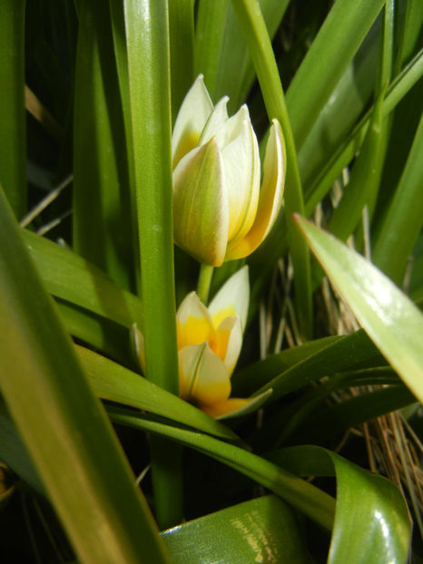 Tulipa Tarda (2017, April 02) - Tulipa Tarda