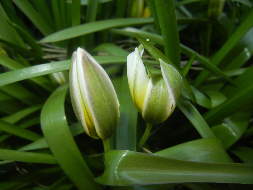 Tulipa Tarda (2017, April 03) - Tulipa Tarda