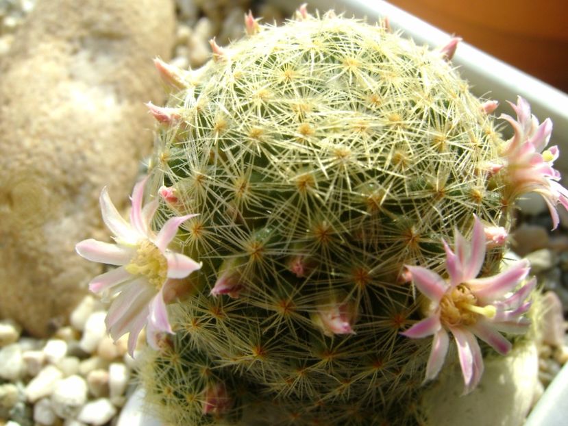 Mammillaria schiedeana ssp. giselae - Cactusi 2017