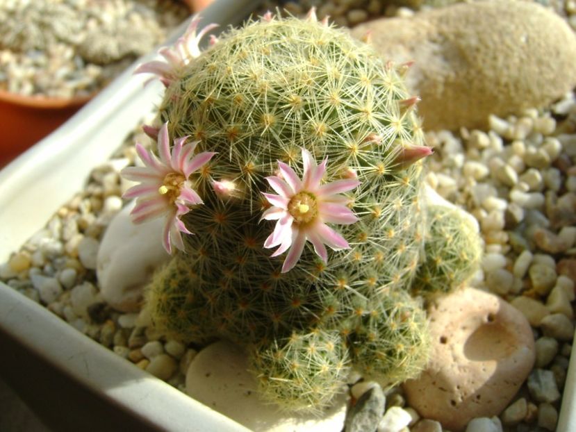 Mammillaria schiedeana ssp. giselae - Cactusi 2017