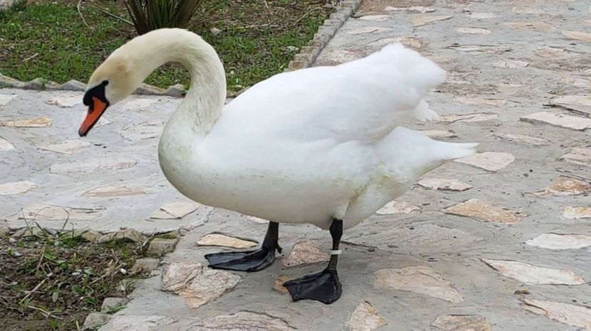 MAI AM PUTIN SI DEVIN MAMICA - LEBEDE ALBE