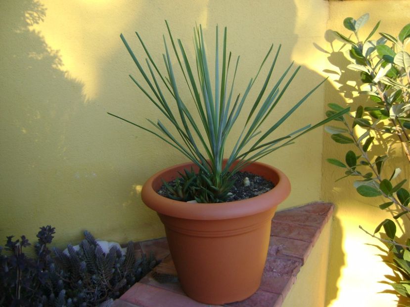 Yucca rostrata - Agave si Yucca 2017
