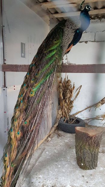 17797522_1862763407295634_353231836_o - PAUNI