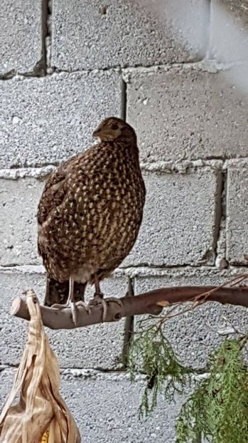 fazanita tragopan - FAZANI
