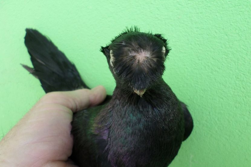 SAM_6772 - poze noi 2017