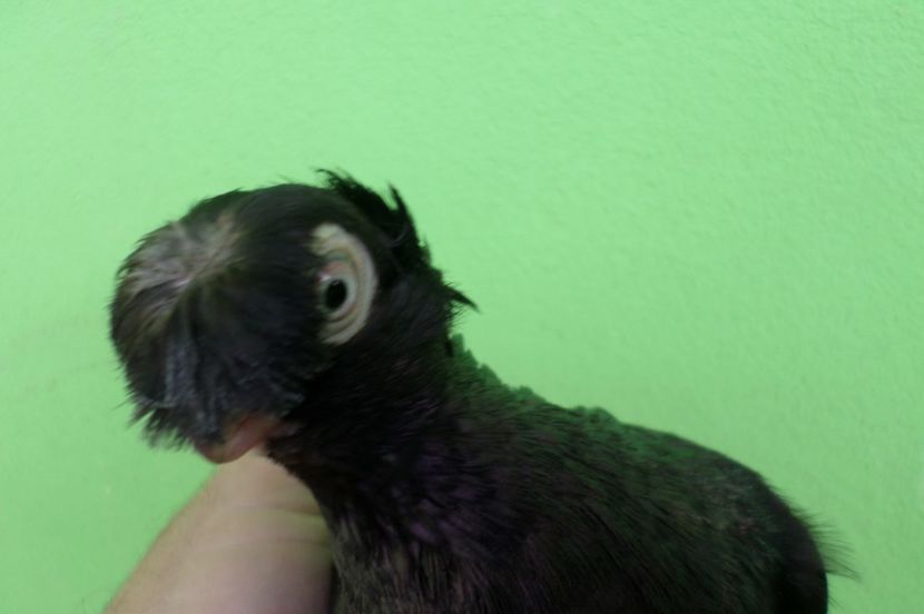 SAM_6777 - poze noi 2017