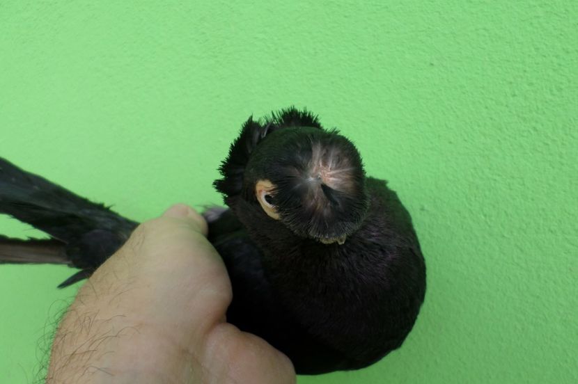 SAM_6788 - poze noi 2017