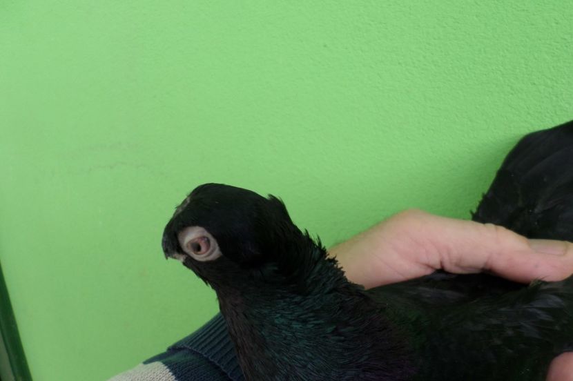 SAM_6793 - poze noi 2017