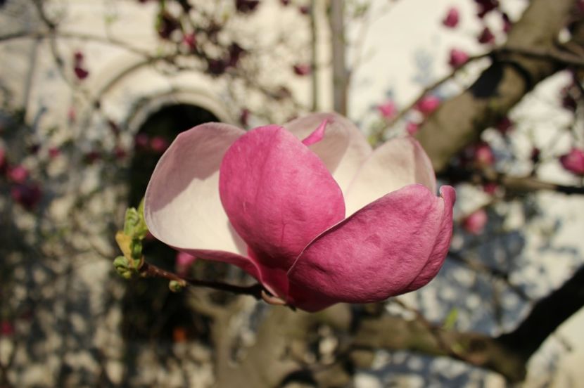  - Primavara lui 2017