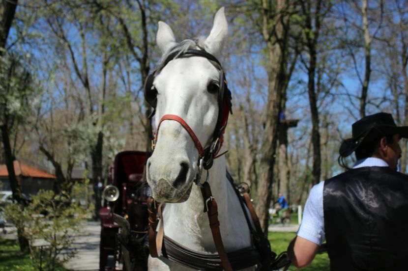  - Primavara lui 2017