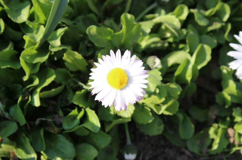  - Primavara lui 2017