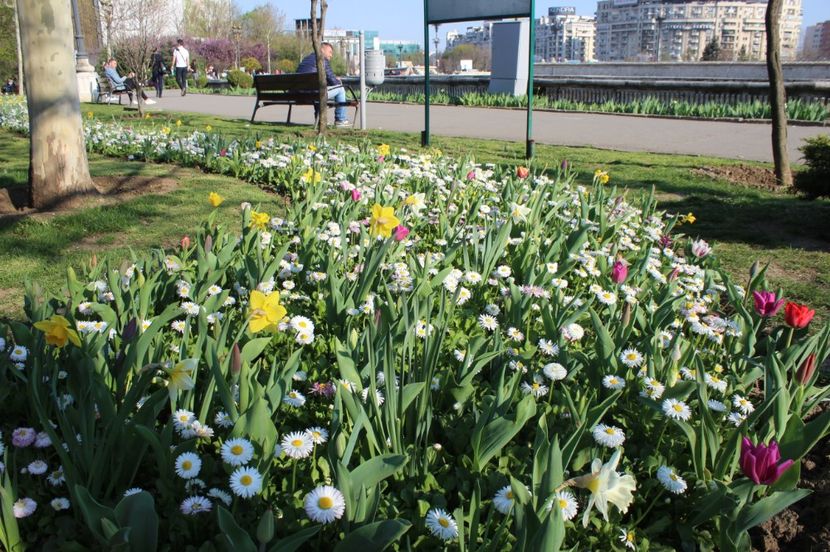  - Primavara lui 2017