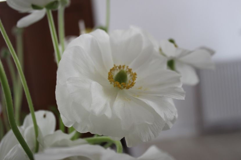  - Primavara lui 2017