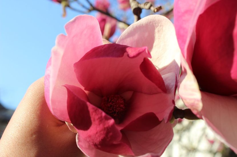  - Primavara lui 2017