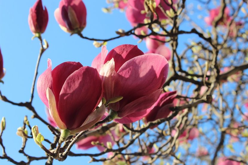  - Primavara lui 2017