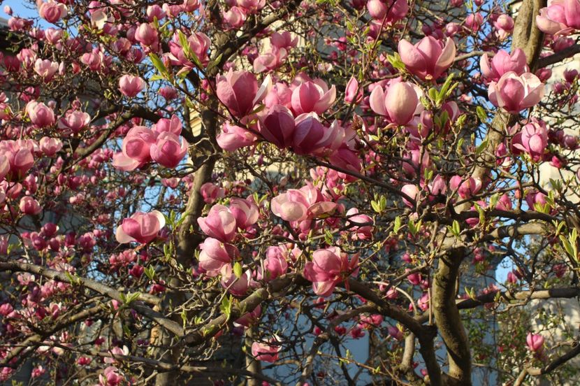  - Primavara lui 2017