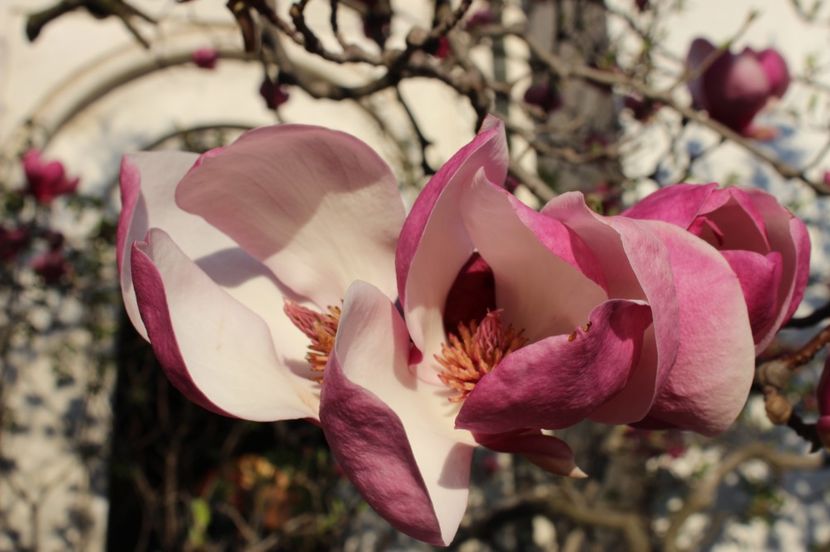  - Primavara lui 2017