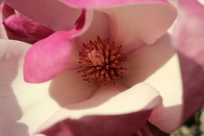  - Primavara lui 2017