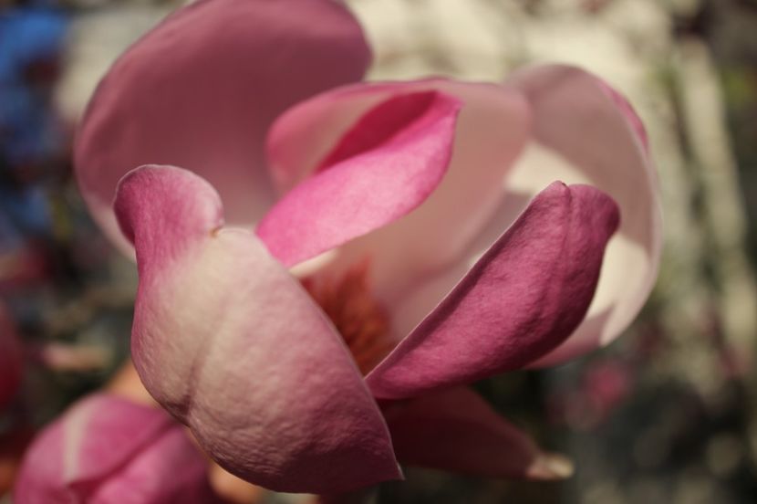  - Primavara lui 2017