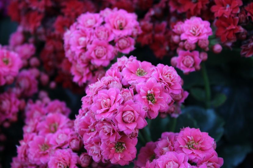  - Primavara lui 2017