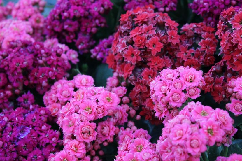  - Primavara lui 2017