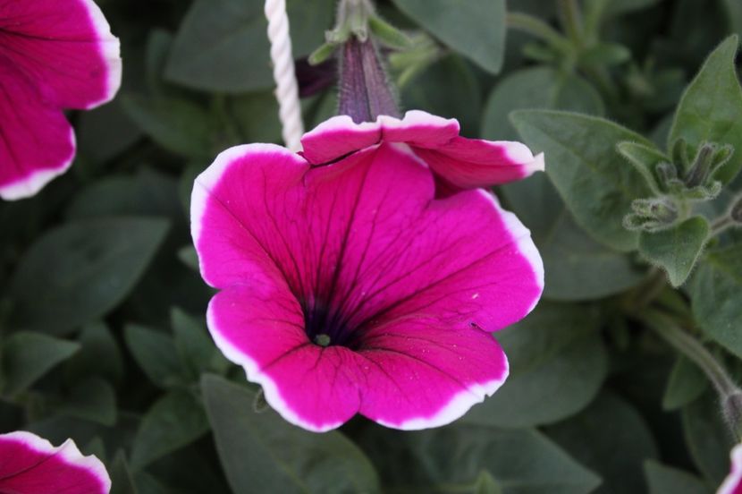  - Primavara lui 2017