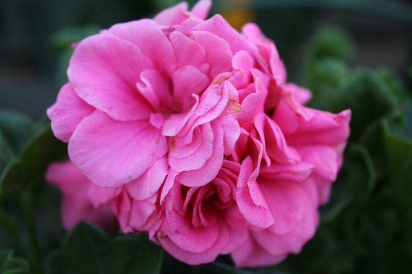  - Primavara lui 2017