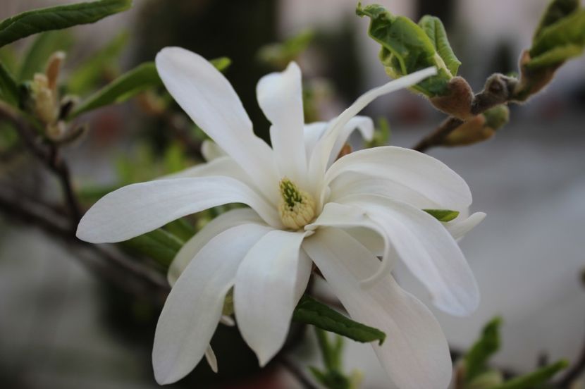  - Primavara lui 2017