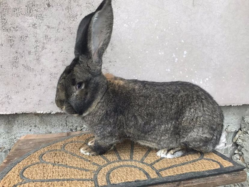  - Mascul urias gri 2017