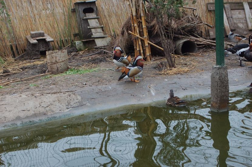  - Rata Mandarin - Aix galericulata