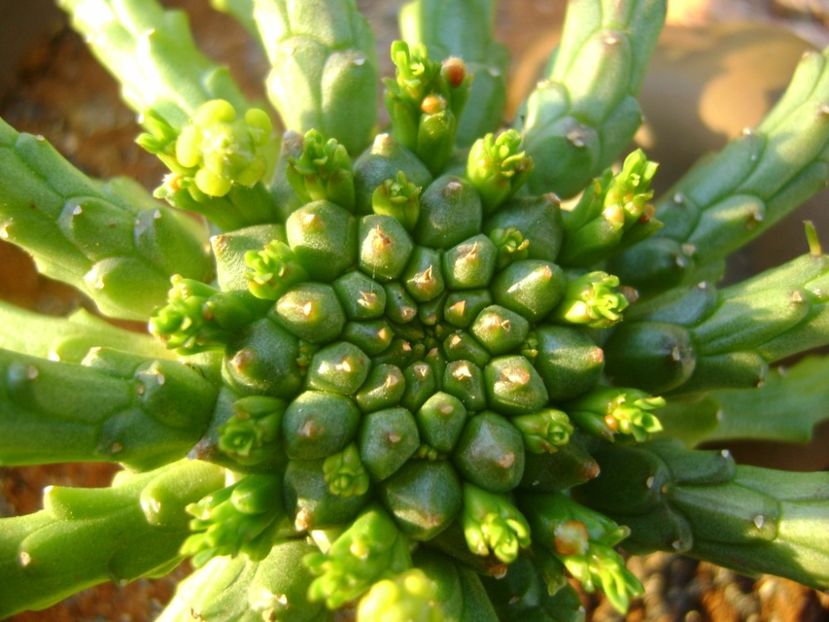 Euphorbia flanagani - Caudiciforme si bulbi 2017
