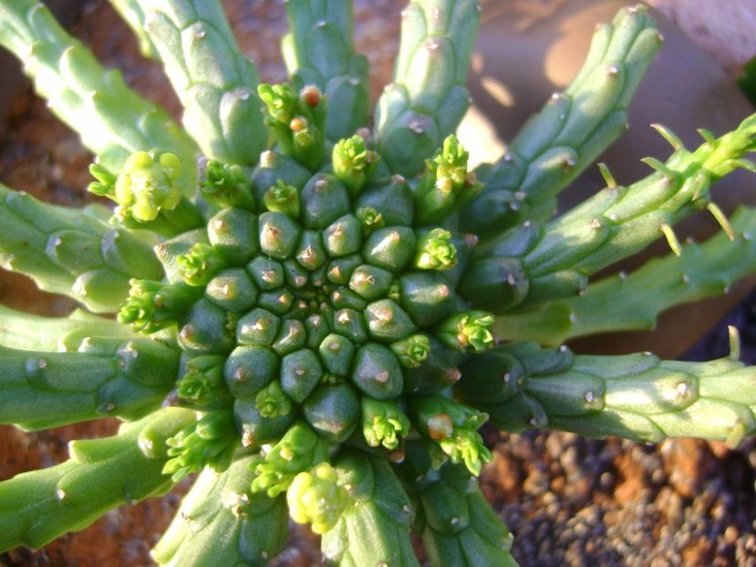 Euphorbia flanagani - Caudiciforme si bulbi 2017