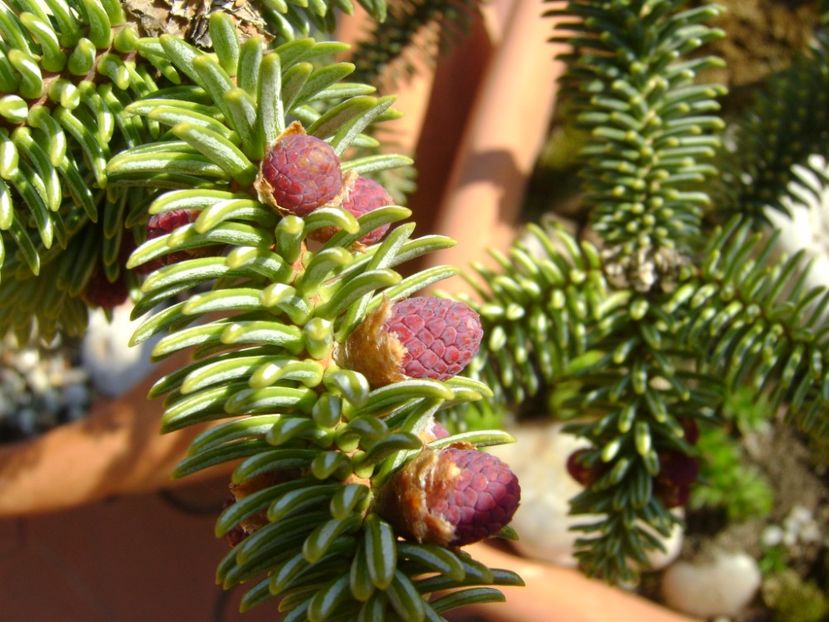 Abies pinsapo, conuri - Primavara 2017