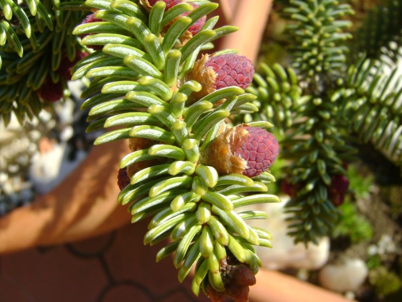 Abies pinsapo, conuri - Primavara 2017