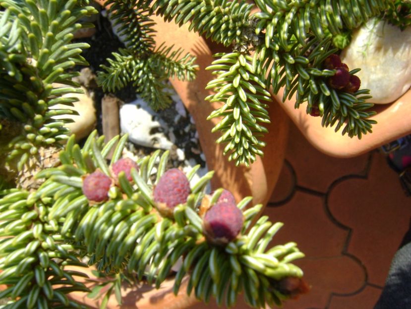 Abies pinsapo, conuri - Primavara 2017