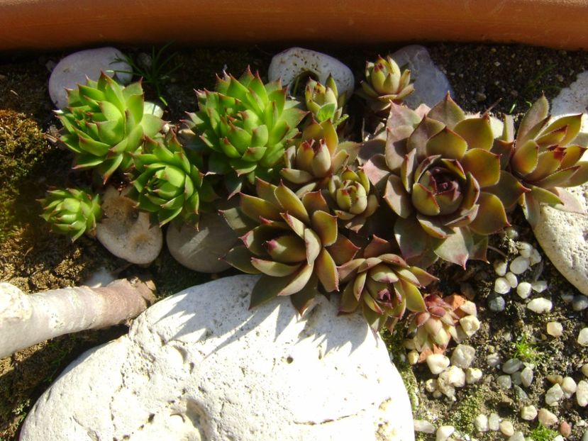 Sempervivum - Primavara 2017