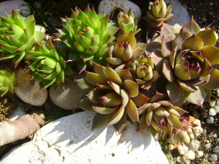 Sempervivum - Primavara 2017