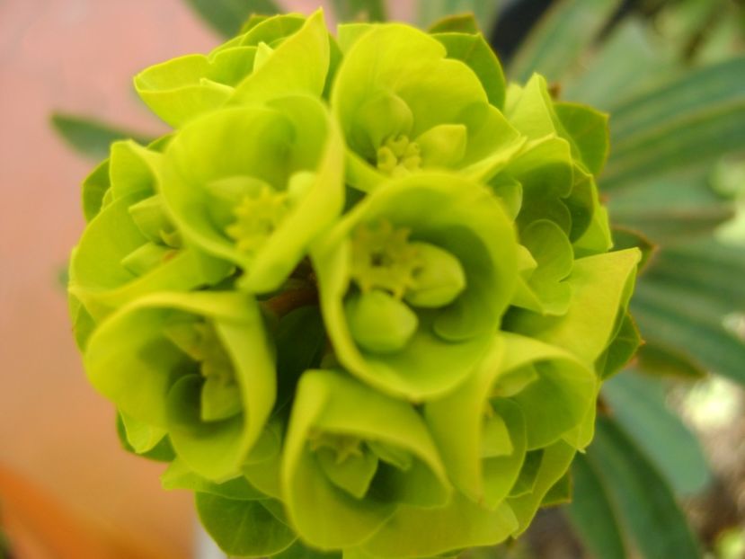 Euphorbia amygdaloides - Primavara 2017