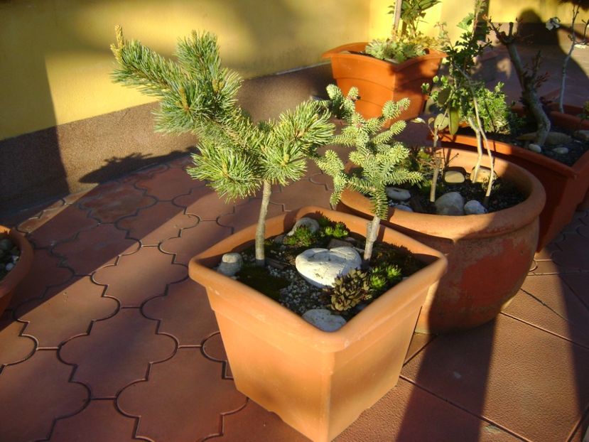 Abies pinsapo & Pinus ”Shizukagoten” - Primavara 2017
