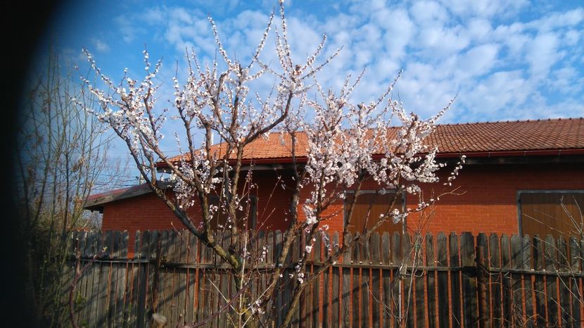 cais - Arbori fructiferi 2017