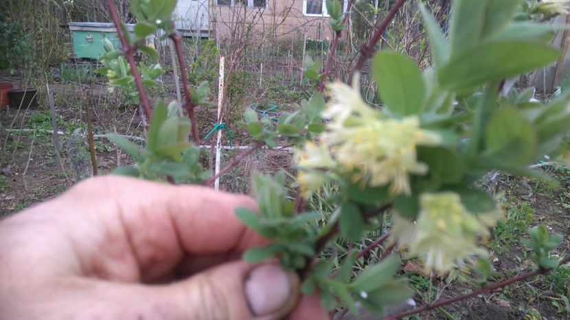 lonicera Wojtek - Arbori fructiferi 2017